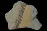 Pennsylvanian Fossil Fern (Neuropteris) Plate - Kentucky #137719-1